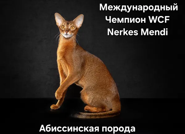 Фото кошки Менди