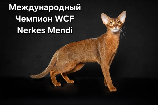 Фото кошки Менди