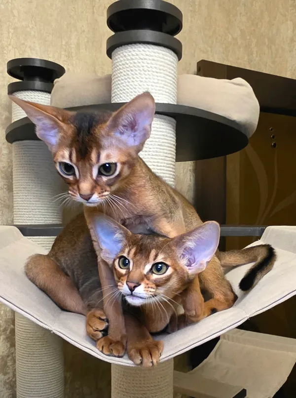 Котёнок питомника Orenaby