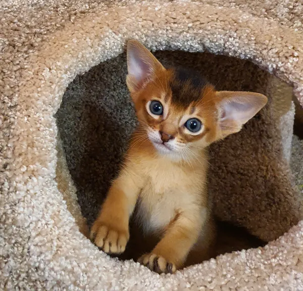 Котёнок питомника Orenaby