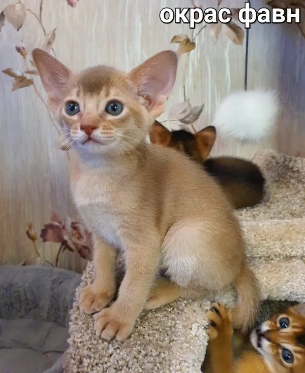 Котёнок питомника Orenaby