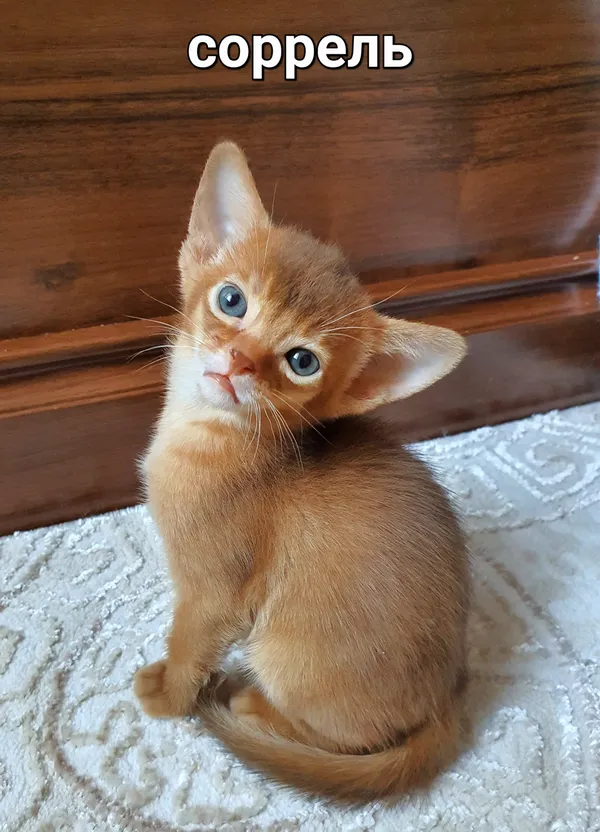 Котёнок питомника Orenaby