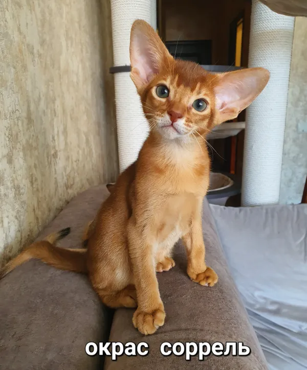 Котёнок питомника Orenaby