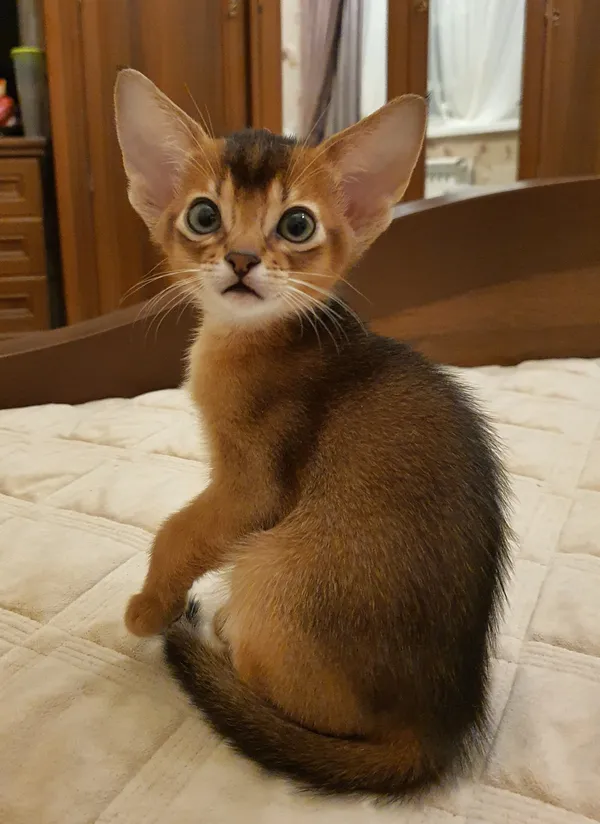 Котёнок питомника Orenaby