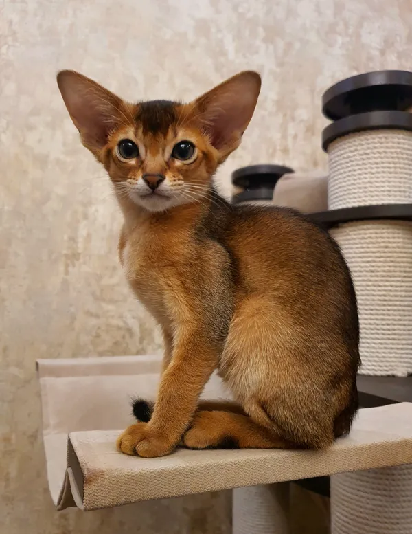 Котёнок питомника Orenaby