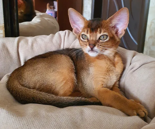 Котёнок питомника Orenaby