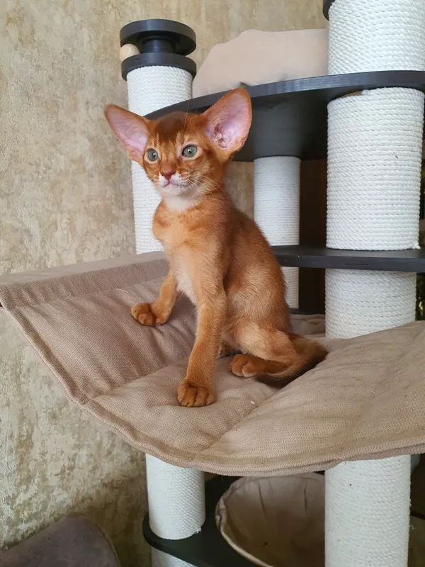 Котёнок питомника Orenaby