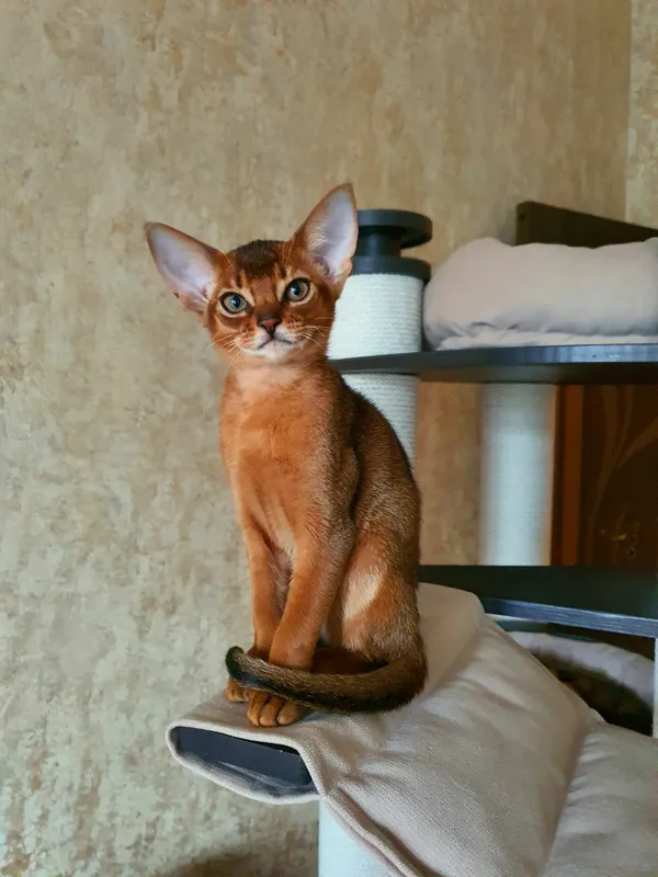 Котёнок питомника Orenaby