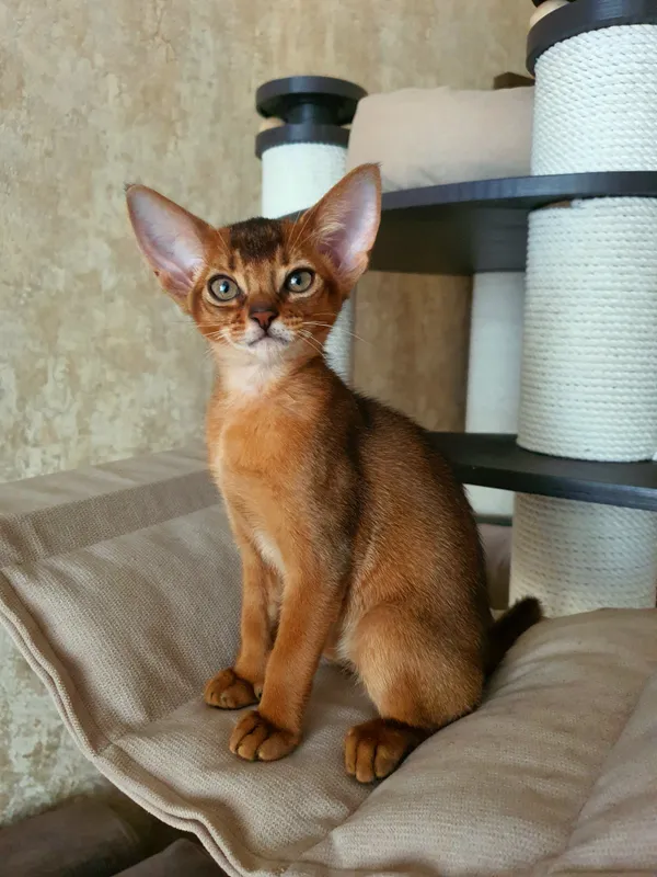 Котёнок питомника Orenaby